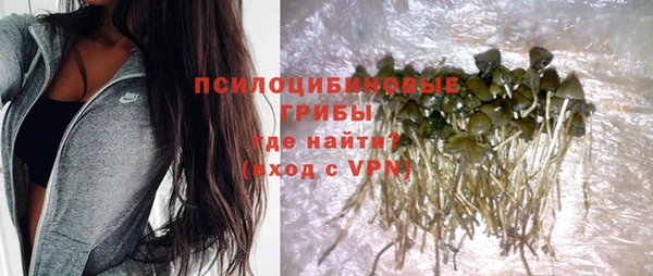 стаф Аркадак
